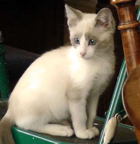 snowshoe siamese mix