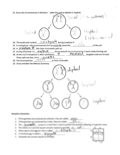 snurfle meiosis answers Reader