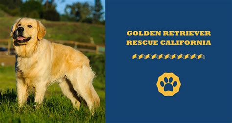 socal golden retriever rescue