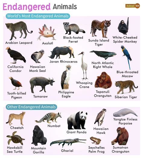 some of the most endangered animals on the planet PDF