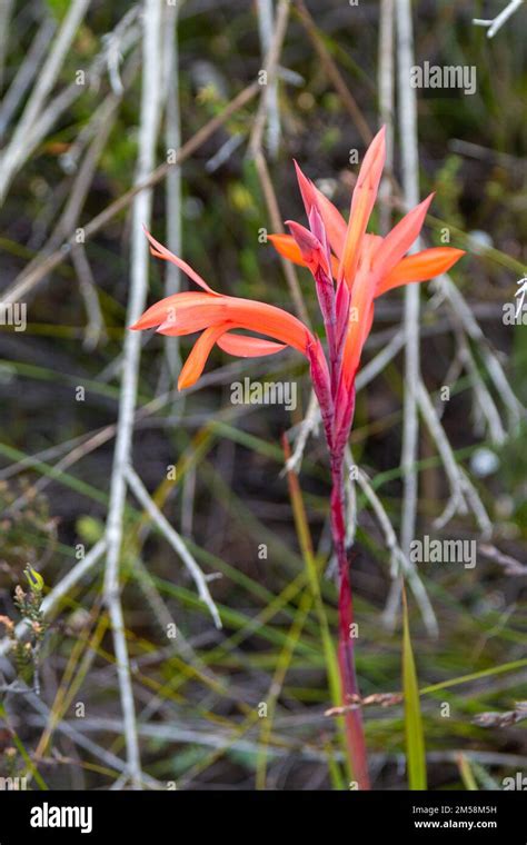 south african wild flowers gedichten engels Reader