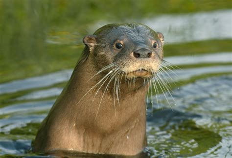 southern river otter