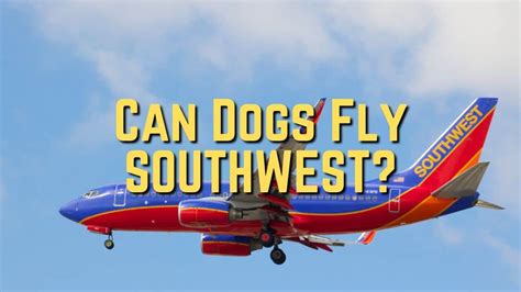 southwest airlines policy on dogs