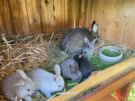 spay and neuter rabbits