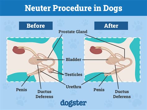 spay or neuter a male dog