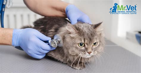 spaying and neutering cats