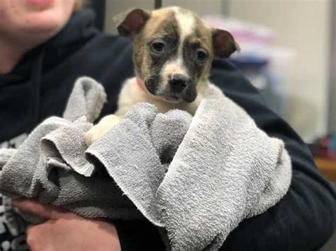 spca cincinnati -sharonville