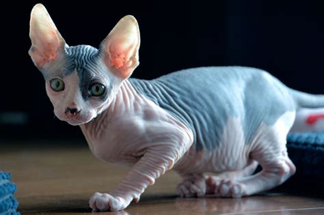 sphynx cat