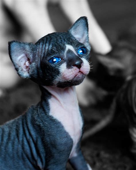 sphynx cat with blue eyes