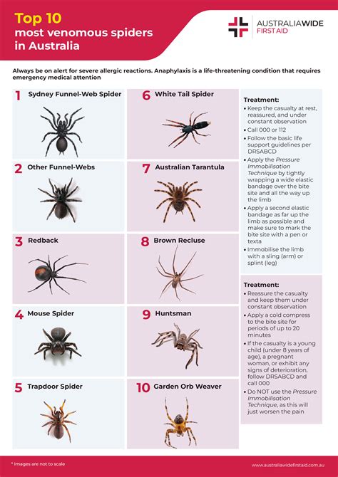 Spider Bite Identification Chart