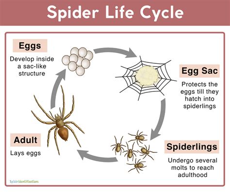 spider life cycle of a Reader