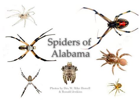 spiders of the eastern united states a photographic guide Epub
