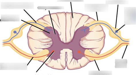 spinal cord cross section diagram quiz pdf Epub