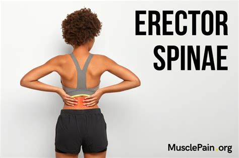 spinal erector pain after squats