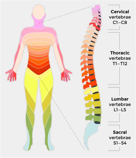 spine and spinal cord trauma spine and spinal cord trauma Doc