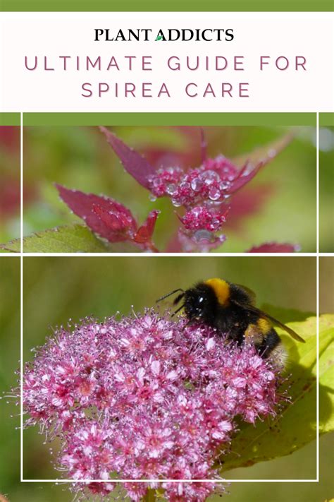 spirea fertilizer requirements