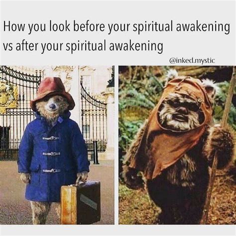 spiritual evolved cat meme