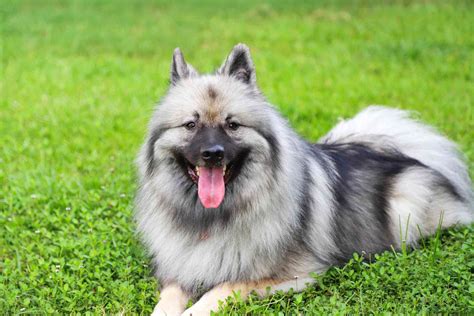 spitz type dog breeds