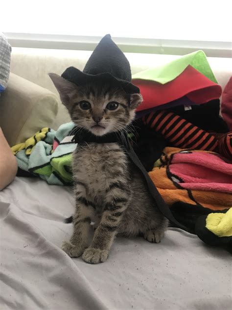 spooky kittens