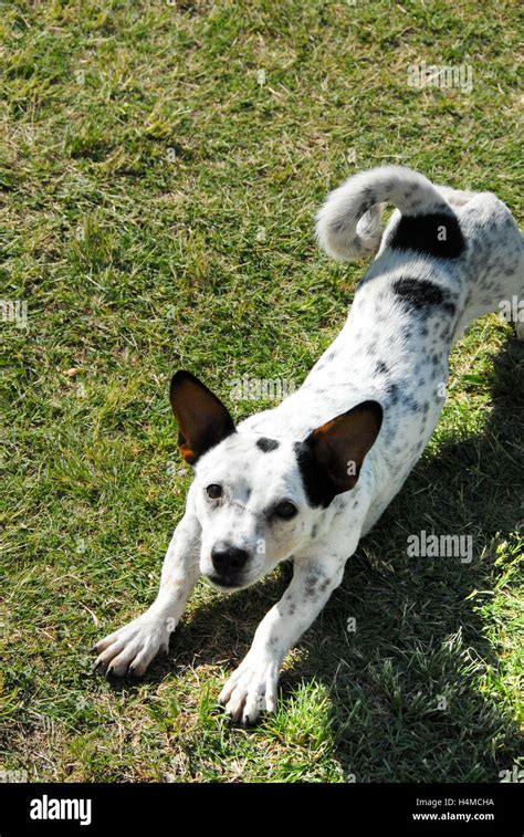 spotted jack russels