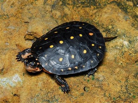 spotted turtle for sale