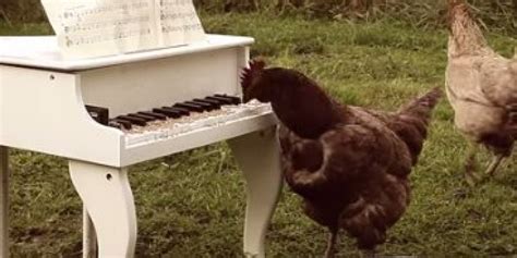spring chicken musical play pianoforte PDF