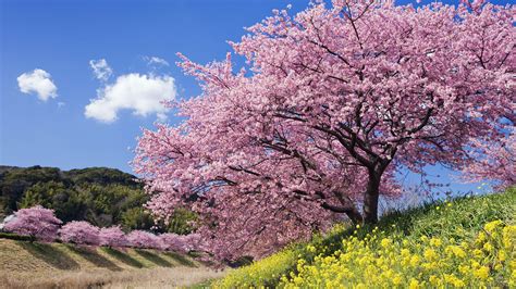 spring in chinese