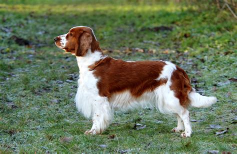 springer spaniel wales