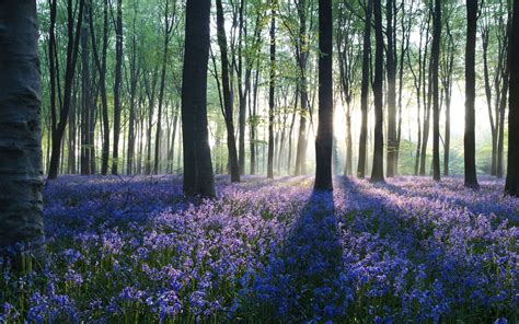 springs in twilight forest