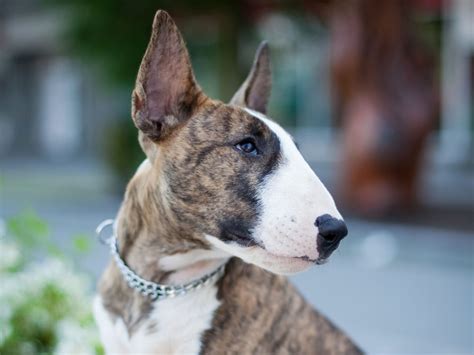 spuds mackenzie breed