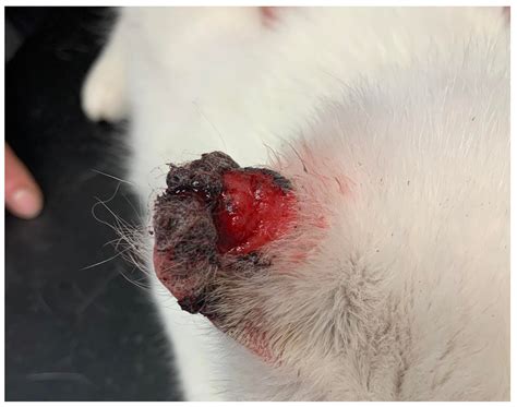 squamous carcinoma in dogs