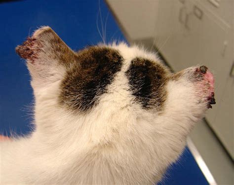 squamous cell carcinoma cat