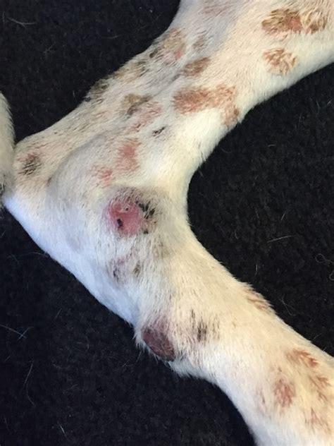 squamous cell carcinoma dog