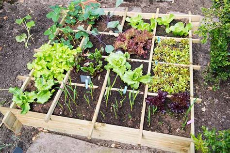 square foot gardening grow veggies fruit and herbs in minimal space Doc