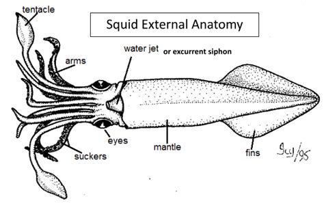 squid external anatomy diagram Doc