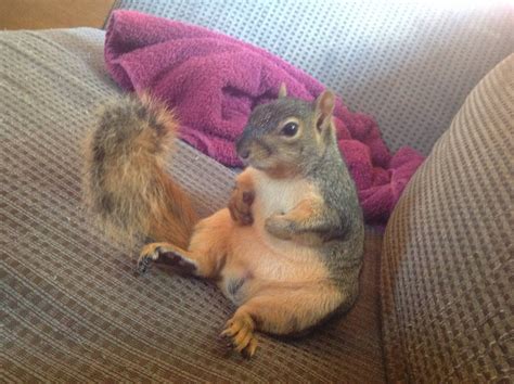 squirrel as a pet