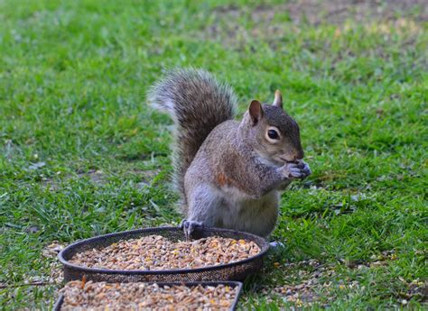 squirrel feeding