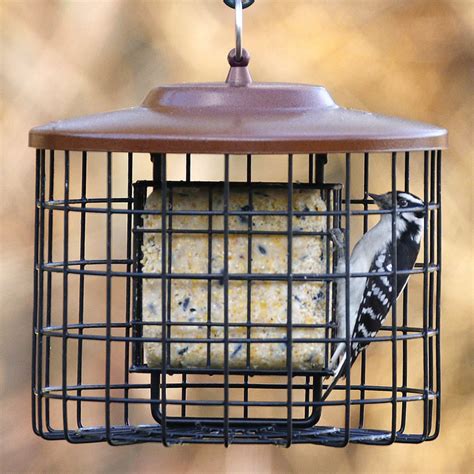 squirrel proof suet bird feeder