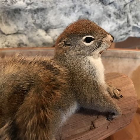 squirrel wallet