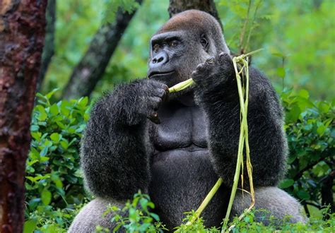 sss What Gorillas Can Teach Us About Ourselves Epub