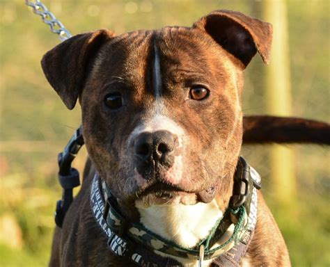 staffies to adopt