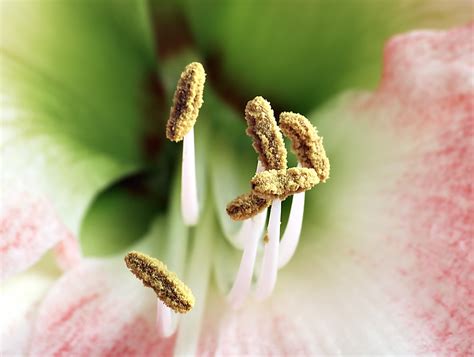 stamens