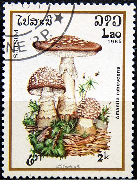 stamp mushroom