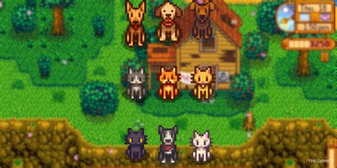 stardew pets