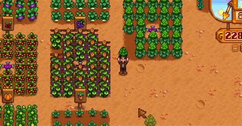 stardew valley artichoke