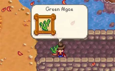 stardew valley green algae