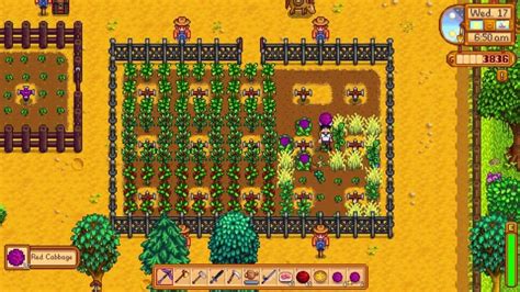 stardew valley red cabbage