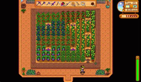 stardew valley rhubarb