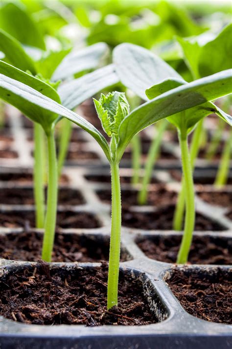 starting a new garden vol 2 how to plant seeds and seedlings care for your plants and grow 12 simple vegetables PDF