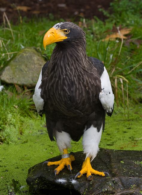 stellers sea eagle